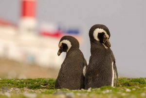 Punta Arenas: Walk with Penguins on Magdalena & Marta Island