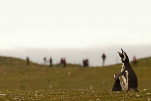 Punta Arenas: Walk with Penguins on Magdalena & Marta Island
