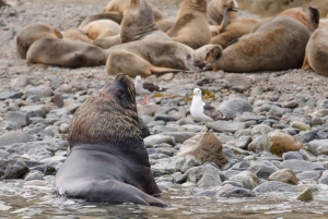 Punta Arenas: Pinguintour auf den Inseln Magdalena und Marta