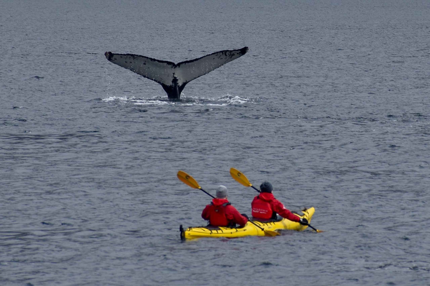 Punta Arenas: Hvalsafari på kajakk