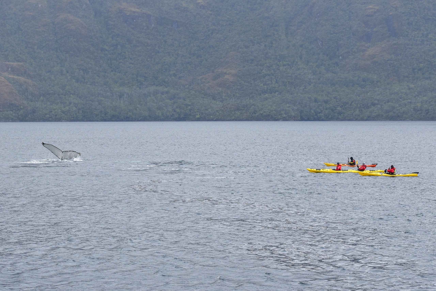 Punta Arenas: Hvalsafari på kajakk