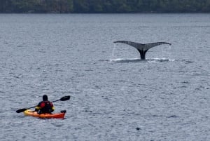 Punta Arenas: Whale Watching by Kayak