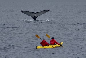 Punta Arenas: Whale Watching by Kayak