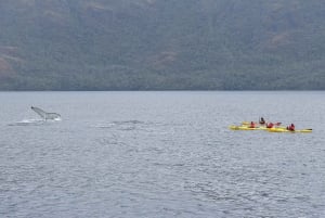 Punta Arenas: Whale Watching by Kayak