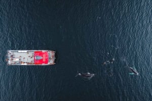 Punta Arenas: Whale Watching by Kayak