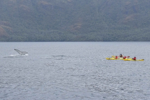 Punta Arenas: Hvalsafari på kajakk