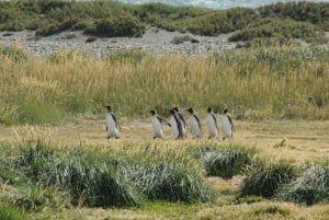 From Punta Arenas: Meet the King Penguin