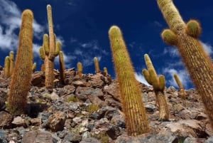Purilibre: Trekking with Ancient Cacti and Medicinal Waters