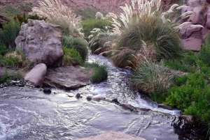 Purilibre: Trekking with Ancient Cacti and Medicinal Waters