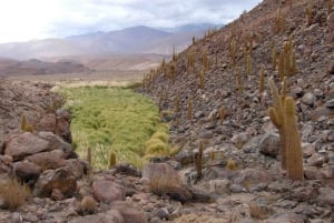 Purilibre: Trekking with Ancient Cacti and Medicinal Waters
