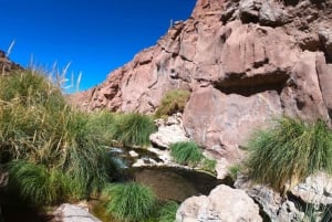 Purilibre: Trekking with Ancient Cacti and Medicinal Waters