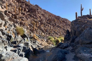 Purilibre: Trekking with Ancient Cacti and Medicinal Waters