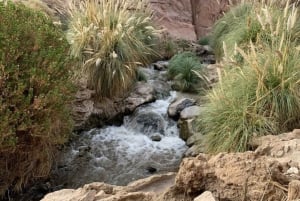 Purilibre: Trekking with Ancient Cacti and Medicinal Waters