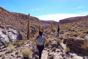 Purilibre: Trekking with Ancient Cacti and Medicinal Waters