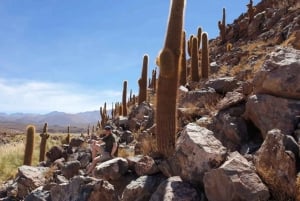 Purilibre: Trekking with Ancient Cacti and Medicinal Waters