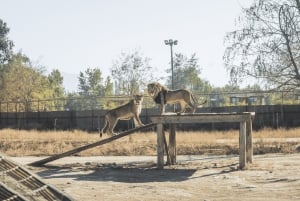 From Santiago: Rancagua Safari Park Zoo