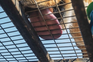 From Santiago: Rancagua Safari Park Zoo