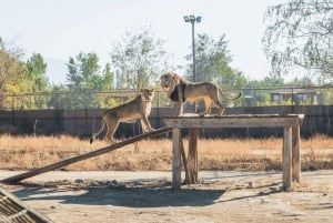 From Santiago: Rancagua Safari Park Zoo