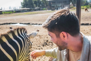 From Santiago: Rancagua Safari Park Zoo