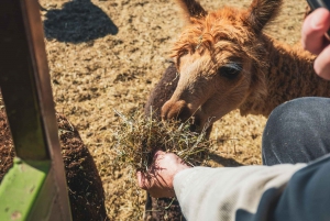 From Santiago: Rancagua Safari Park Zoo
