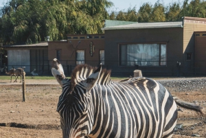 From Santiago: Rancagua Safari Park Zoo