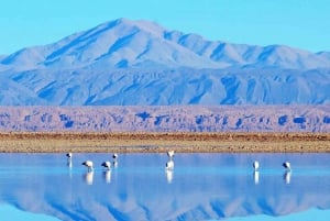 Caracoles: Røde sten i Atacama og Chaxa Guidet dagsudflugt