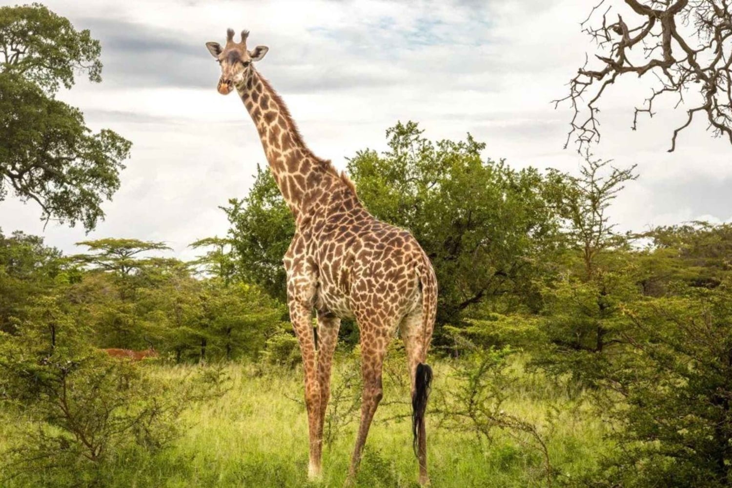 PARQUE SAFARI-TOUR RANCAGUA: CHILE