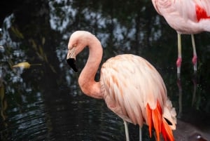 From Santiago: Safari Park, a wild experience