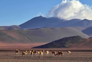 Salar de Uyuni 3d/2N+transfer San Pedro de Atacama - Inglês