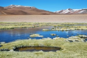 Ruta de los Salares - Guided Tour : San Pedro de Atacama - Chile