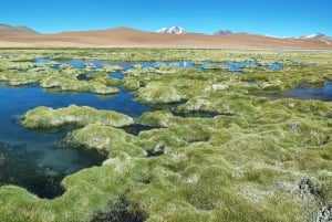 Ruta de los Salares - Guided Tour : San Pedro de Atacama - Chile