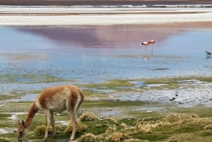 San Pedro de Atacama: 3 D. Zwiedzanie Uyuni i powrót do San Pedro