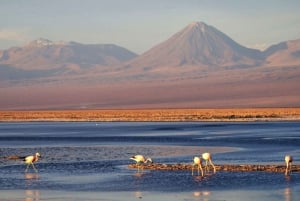 San Pedro de Atacama : Lagunes altiplaniques, Chaxa et Red Rocks