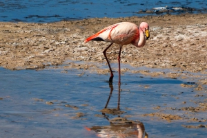 San Pedro de Atacama: Dagsutflykt till Atacamaöknen och saltslätterna