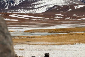 San Pedro de Atacama: Dagsutflykt till Atacamaöknen och saltslätterna