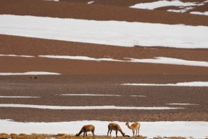 San Pedro de Atacama: Dagsutflykt till Atacamaöknen och saltslätterna