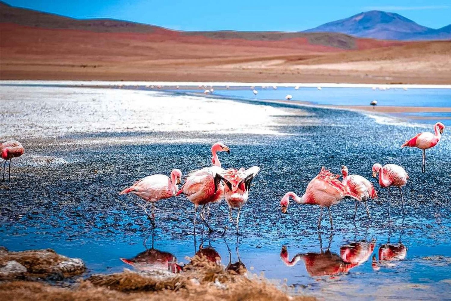 Excursion d'une journée à San Pedro de Atacama : Désert d'Atacama et salines