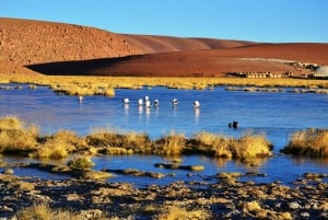 San Pedro de Atacama: Campo de Géiseres de El Tatio
