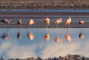 San Pedro de Atacama: El Tatio Geysers Tour