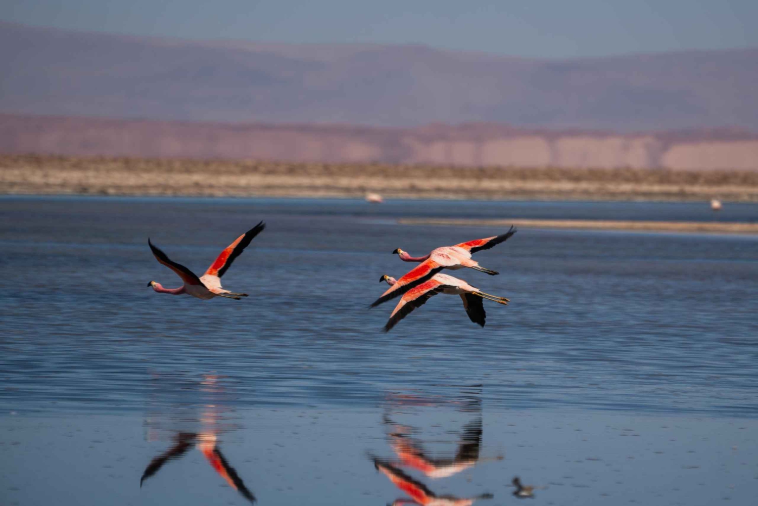 San Pedro de Atacama: Tour di mezza giornata e di un giorno intero
