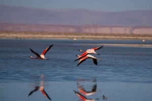 San Pedro de Atacama: Hel- och halvdagsutflykter