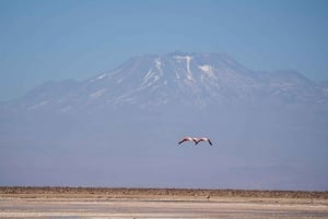 San Pedro de Atacama: Hel- och halvdagsutflykter