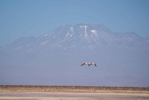 San Pedro de Atacama: Tour di mezza giornata e di un giorno intero