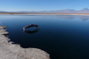 San Pedro de Atacama: Laguna Cejar Half-Day Guided Tour