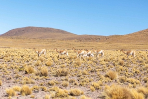 San Pedro de Atacama: Piedras Rojas y Lagunas Altiplánicas