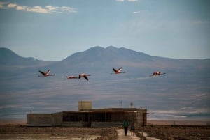 San Pedro de Atacama: Røde klipper og aliplaniske laguner