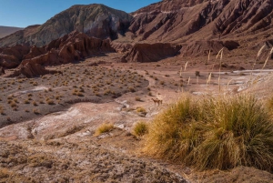 San Pedro de Atacama: Tour della Valle dell'Arcobaleno e dei Petroglifi