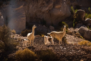 San Pedro de Atacama: Rainbow Valley & Hierbas Buenas Tour