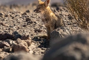 San Pedro de Atacama: Escursione di un giorno alle Rocce Rosse e alle lagune dell'Altiplano