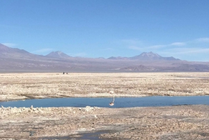 San Pedro de Atacama: Red Rocks & Altiplano Lagoons Day Trip